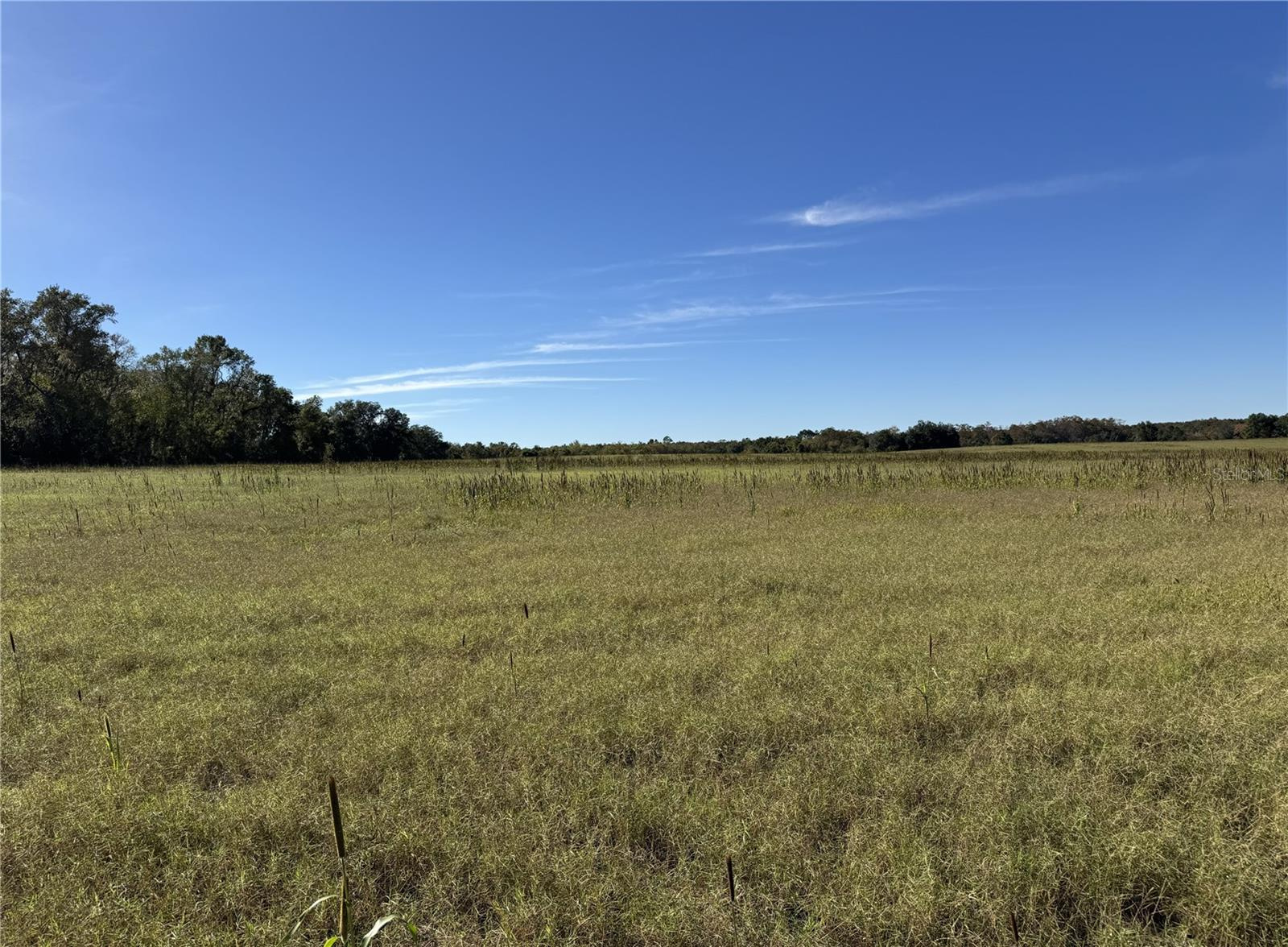 Hay Fields For Sale - 240 Acres in Hawthorne, FL